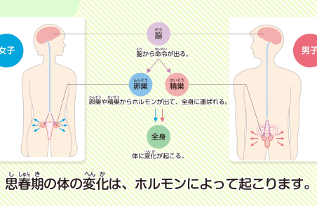 思春期の体の変化とホルモン