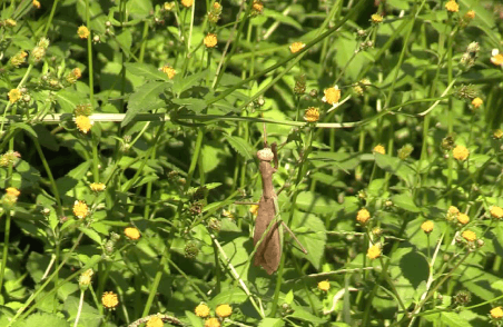 カマキリ