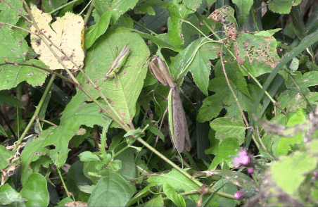 カマキリ （食べる）