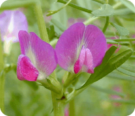 イメージ画像：この植物の名前を調べたい。