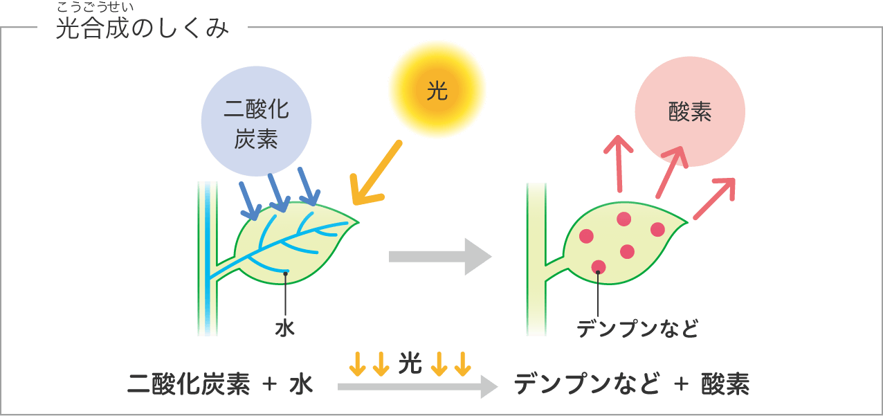 イメージ画像：植物と日光の関わり