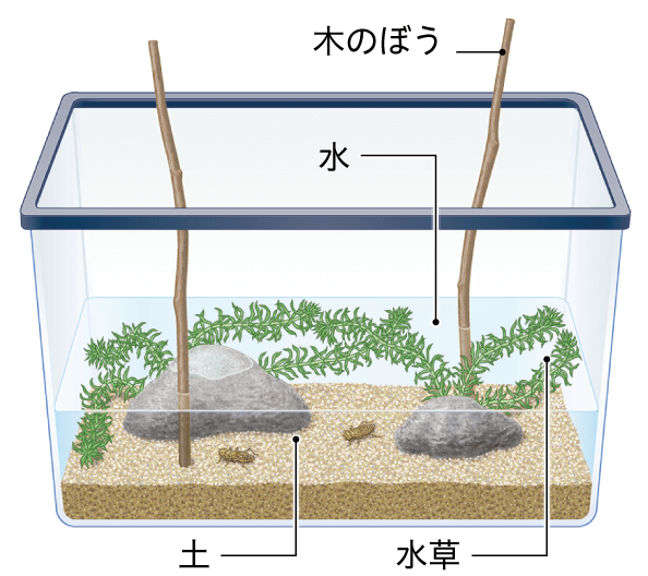 木のぼう 水 土 水草