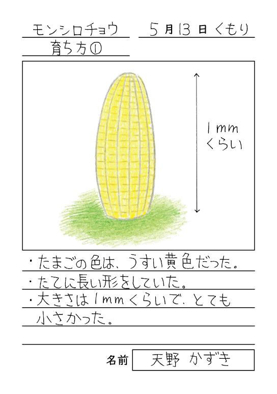 モンシロチョウ　育ち方1