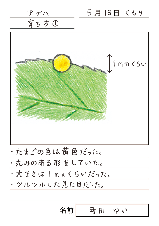 アゲハ　育ち方1