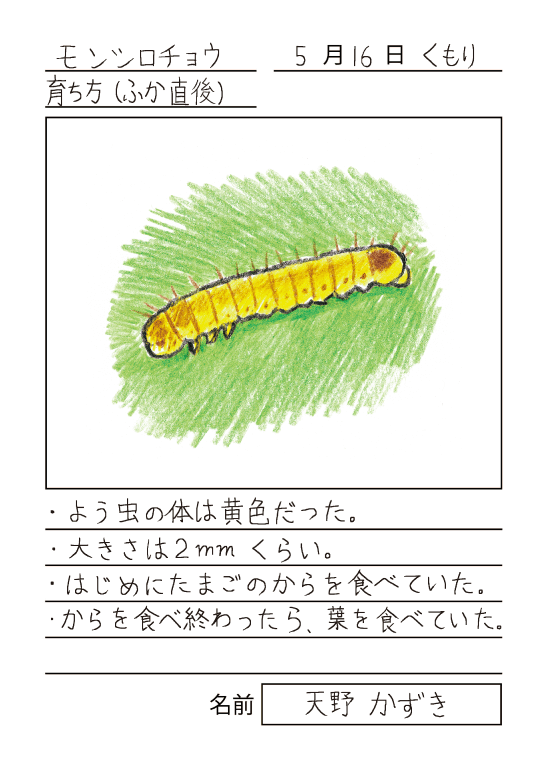 モンシロチョウ　ふか直後