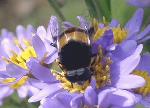 イメージ画像：いろいろなこん虫の体のつくり_ハナアブ（ハナアブ科）