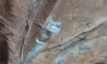 モンシロチョウのせい虫