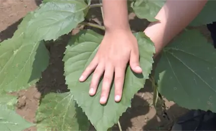 植物の葉の大きさの調べ方