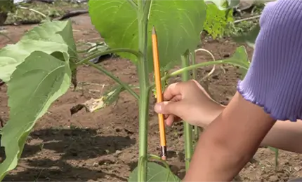 植物のくきの太さの調べ方