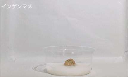植物の発芽