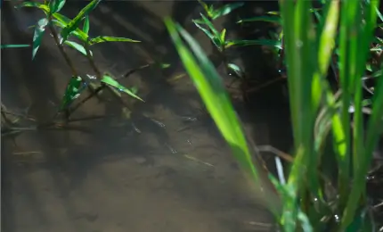 千葉県の水田のメダカ