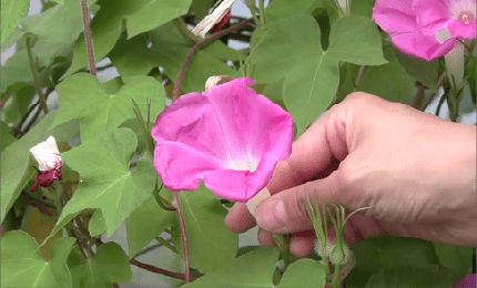 アサガオの花のつくりを調べる