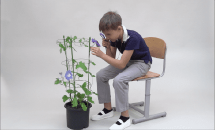 花が開く前と後のおしべとめしべを調べる