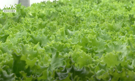 植物工場のようす