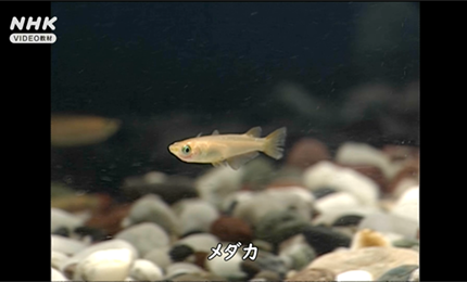 ほかの動物の血液の流れ