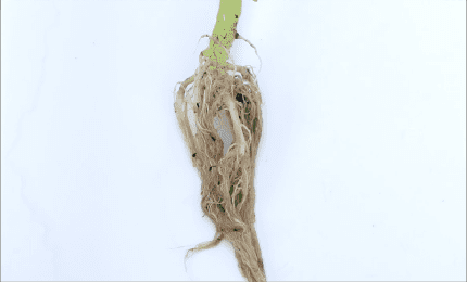 植物の体のつくりと水の通り道を調べる