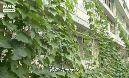 サーモグラフィーで表した緑のカーテン